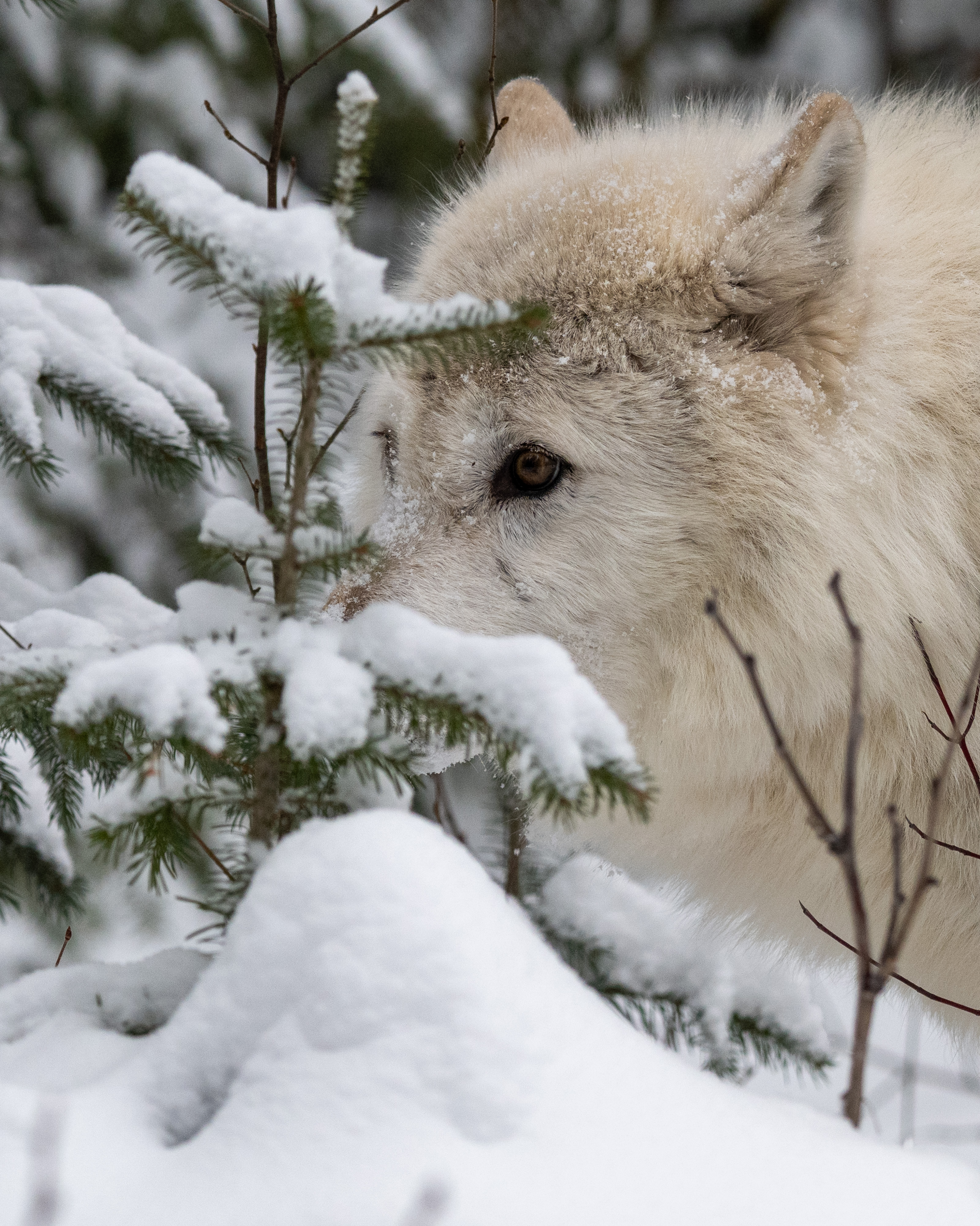 Wolf seemingly hiding in the snow and some low branches