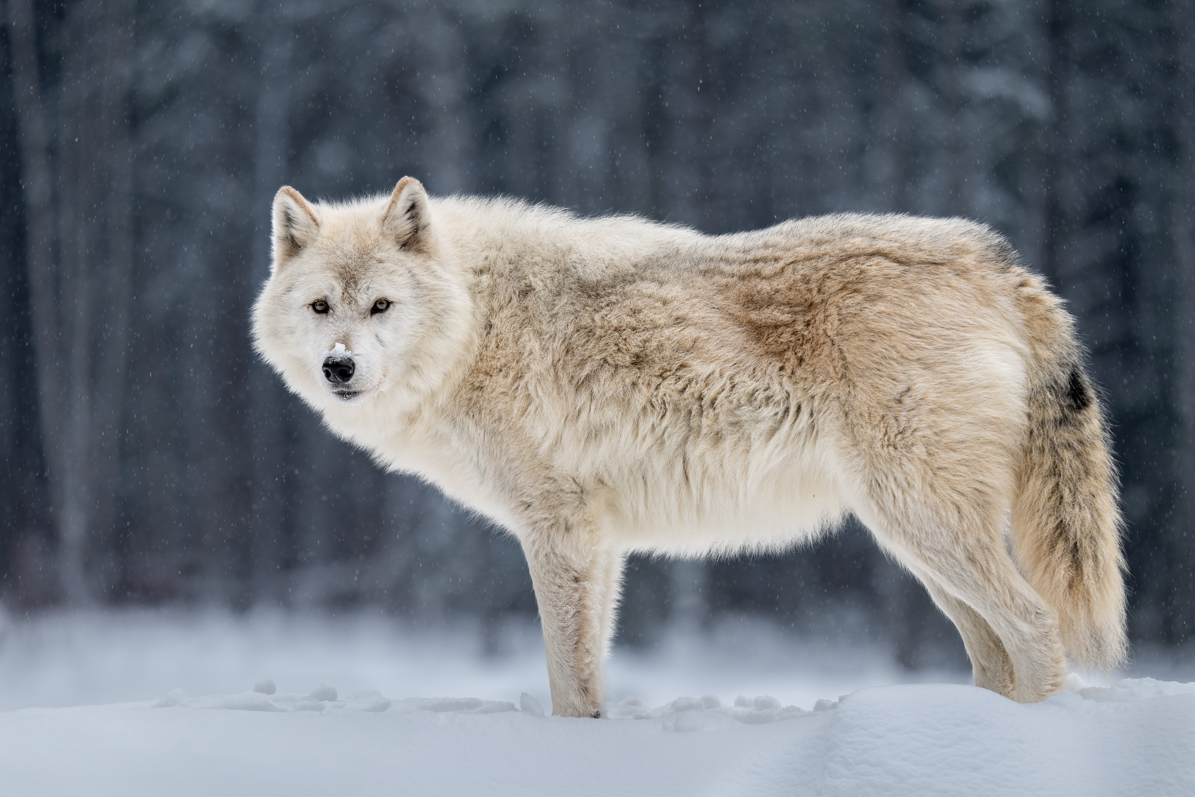 Flora the Wolf featured photo