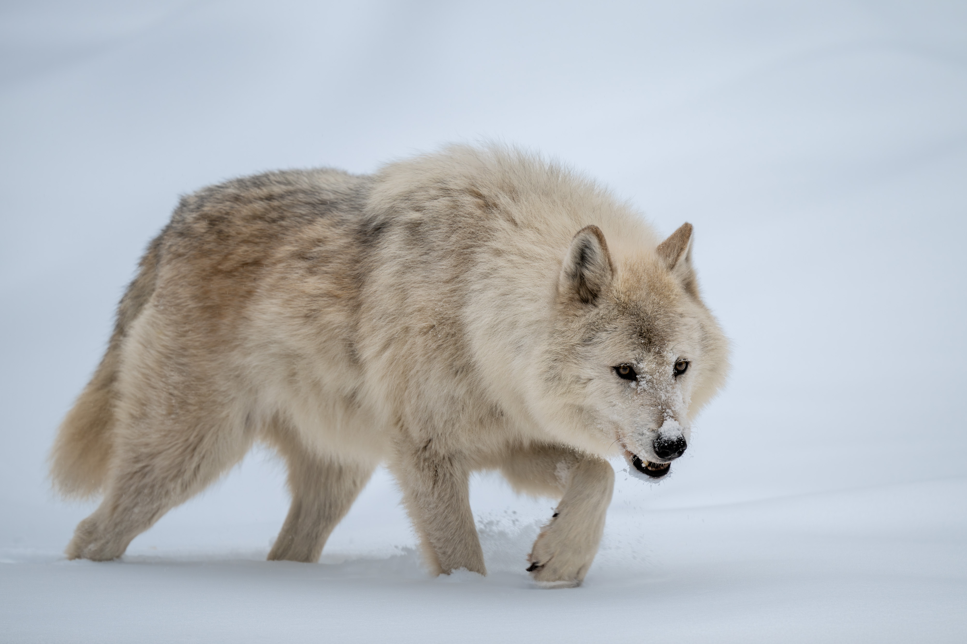 Wolf walking through the snow