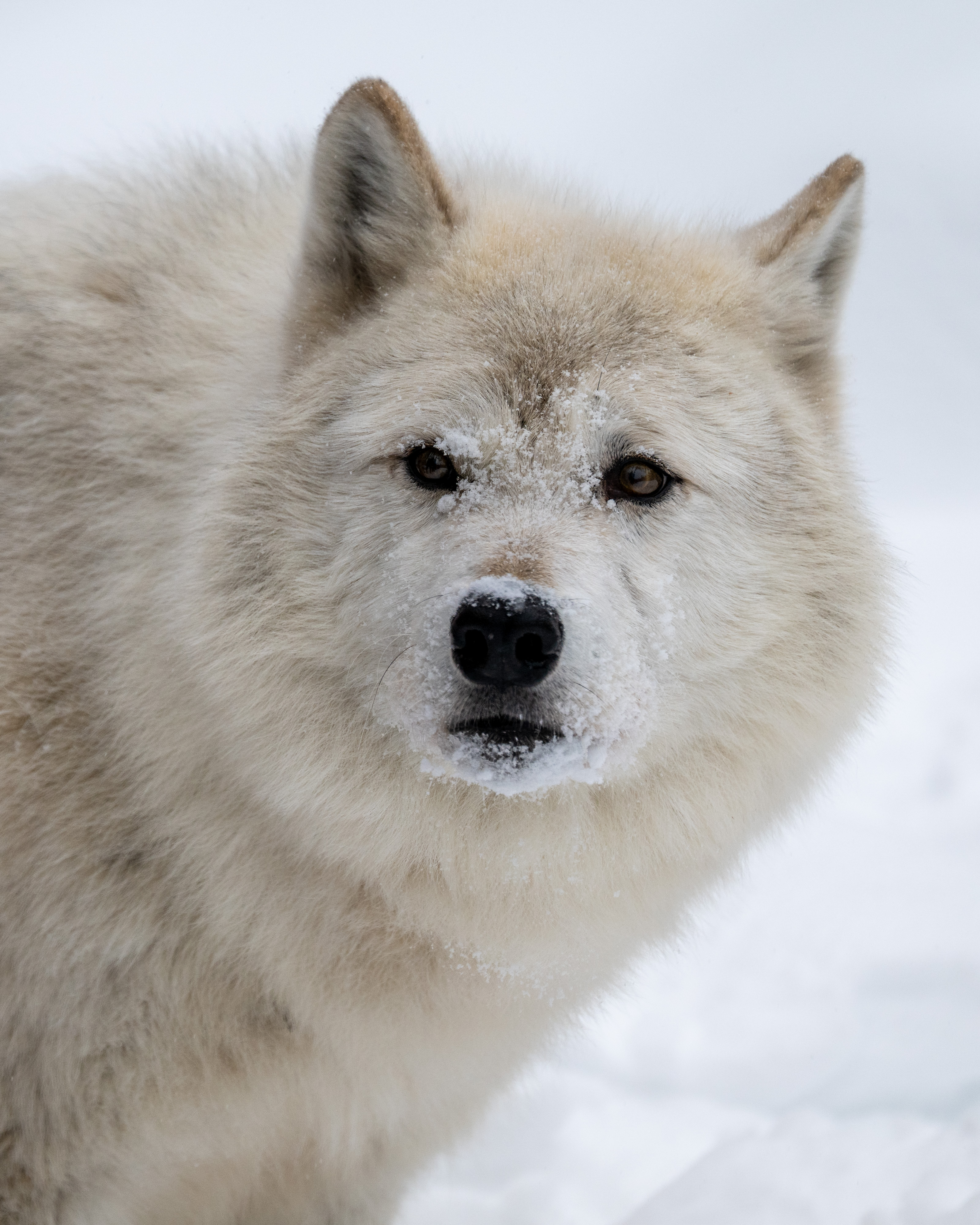Close-up shot of wolf with snow on her nose