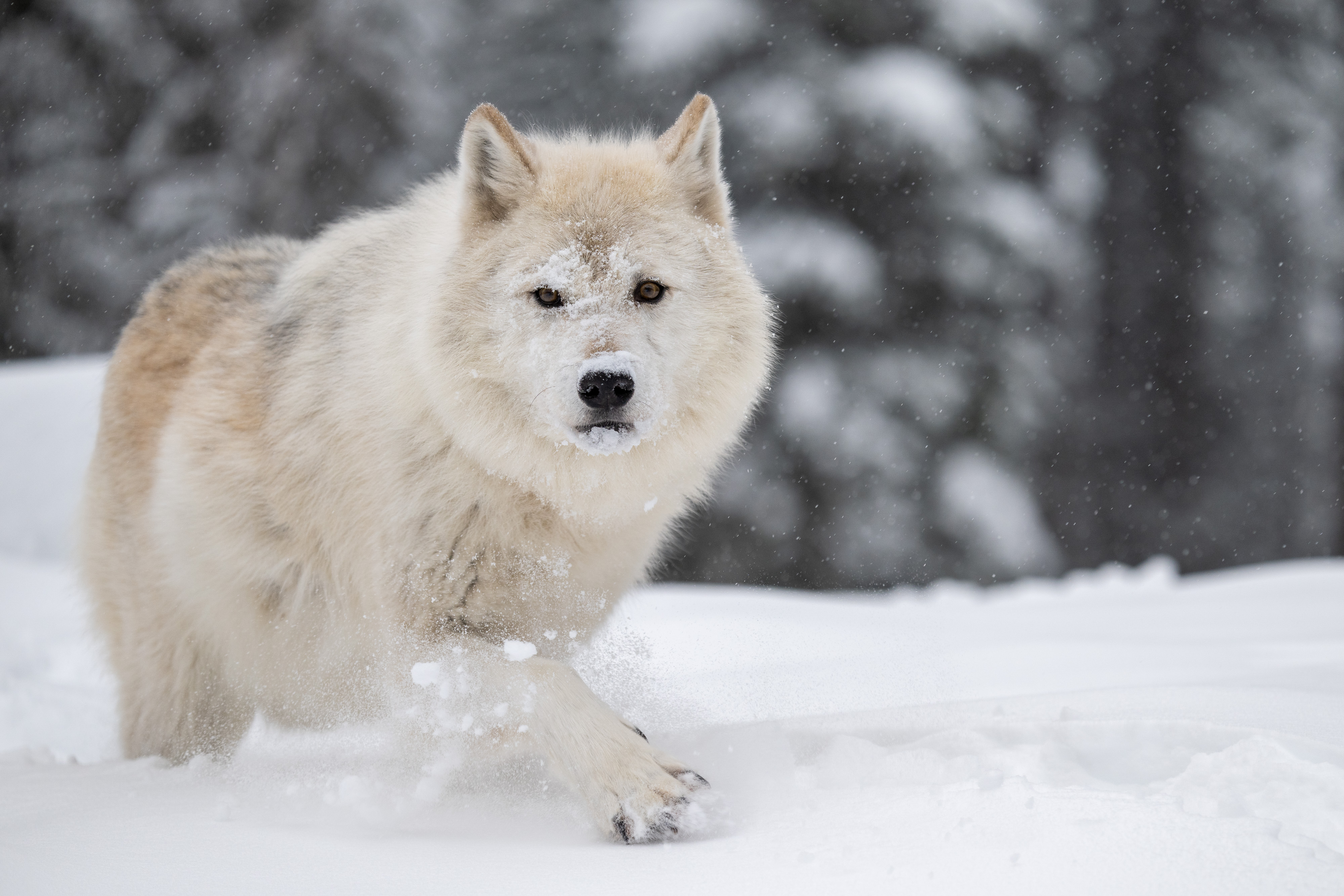 Wolf walking through the snow with a little snow on her nose