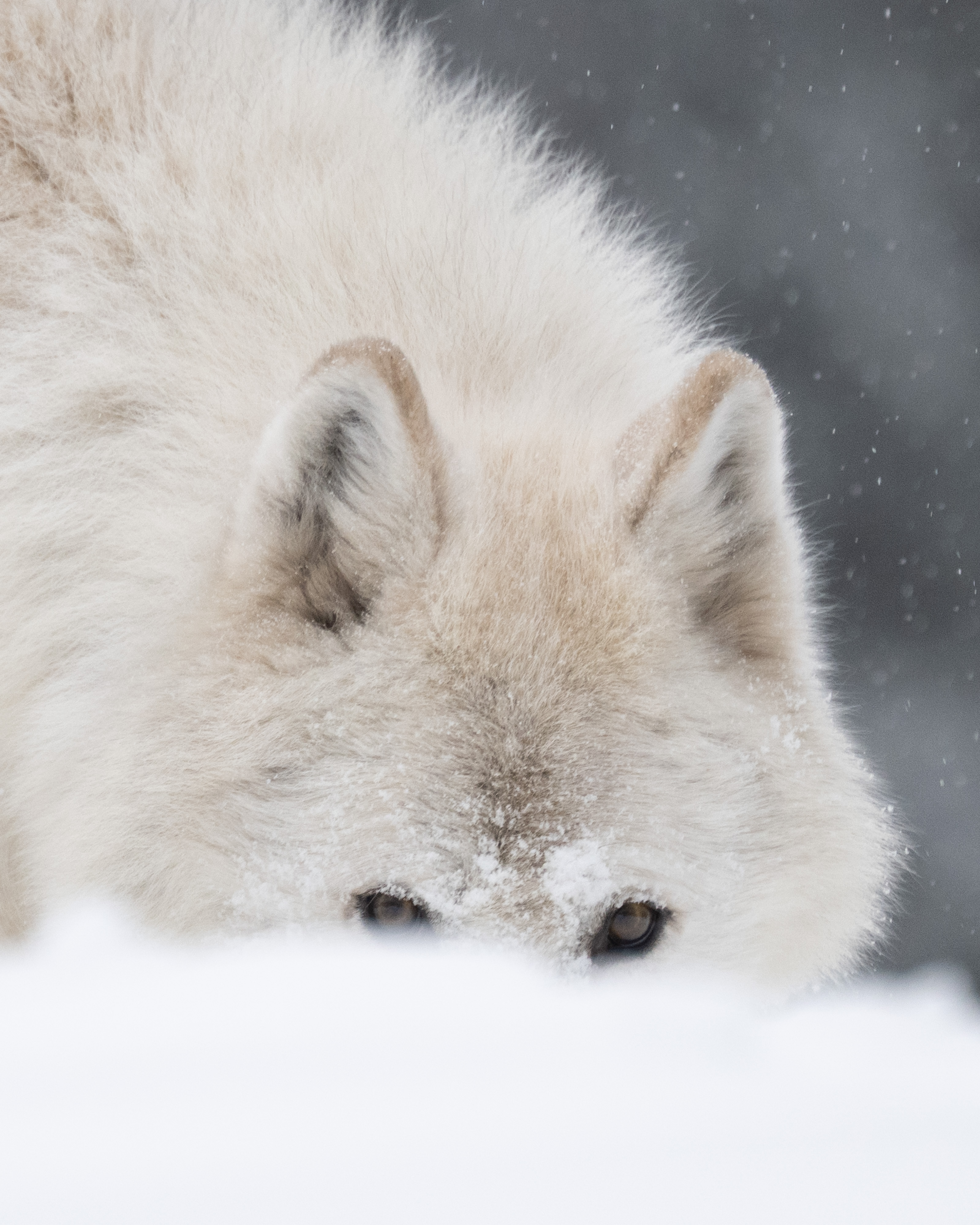 Wolf looking over a snow bank
