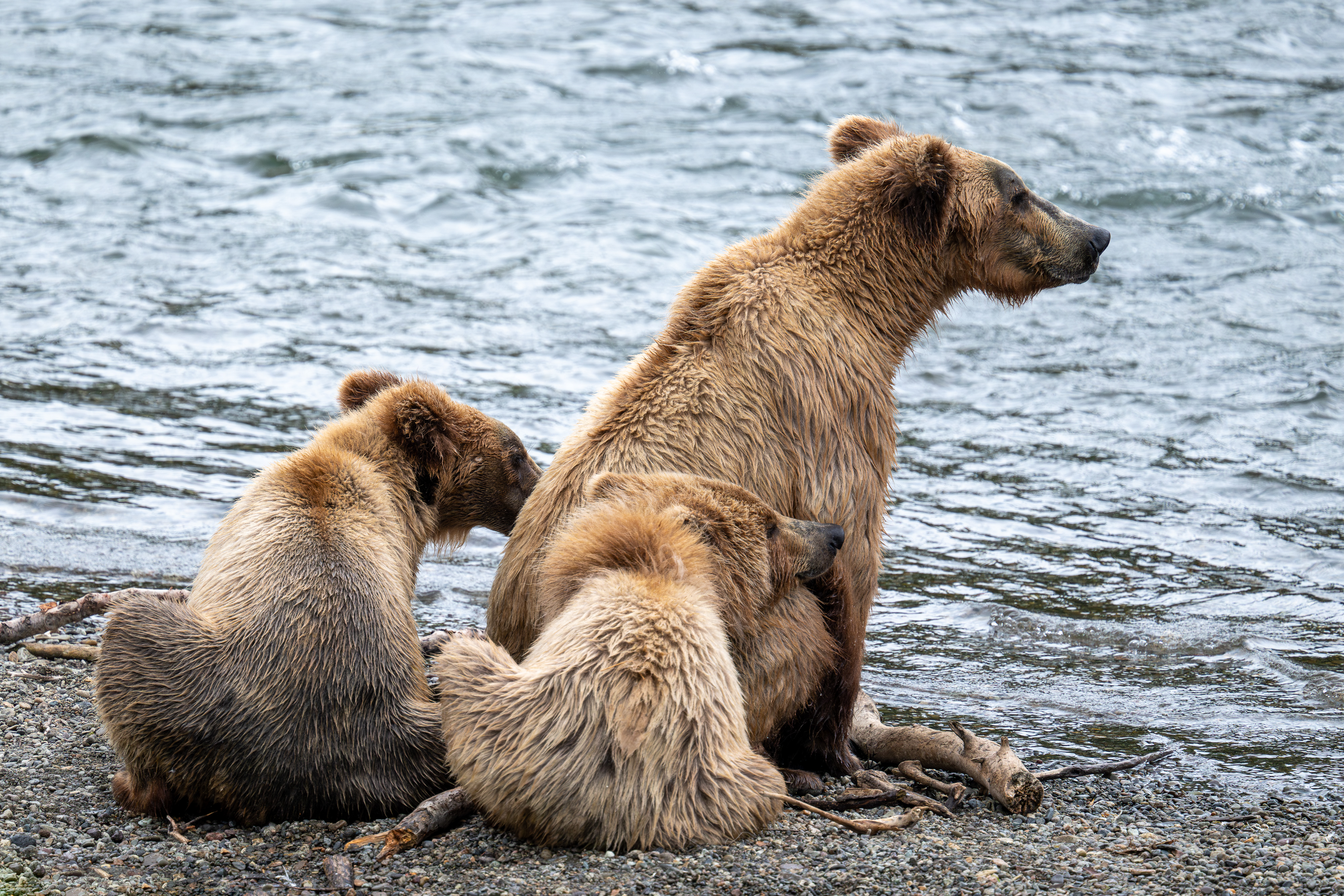 Three bears looking into the distance