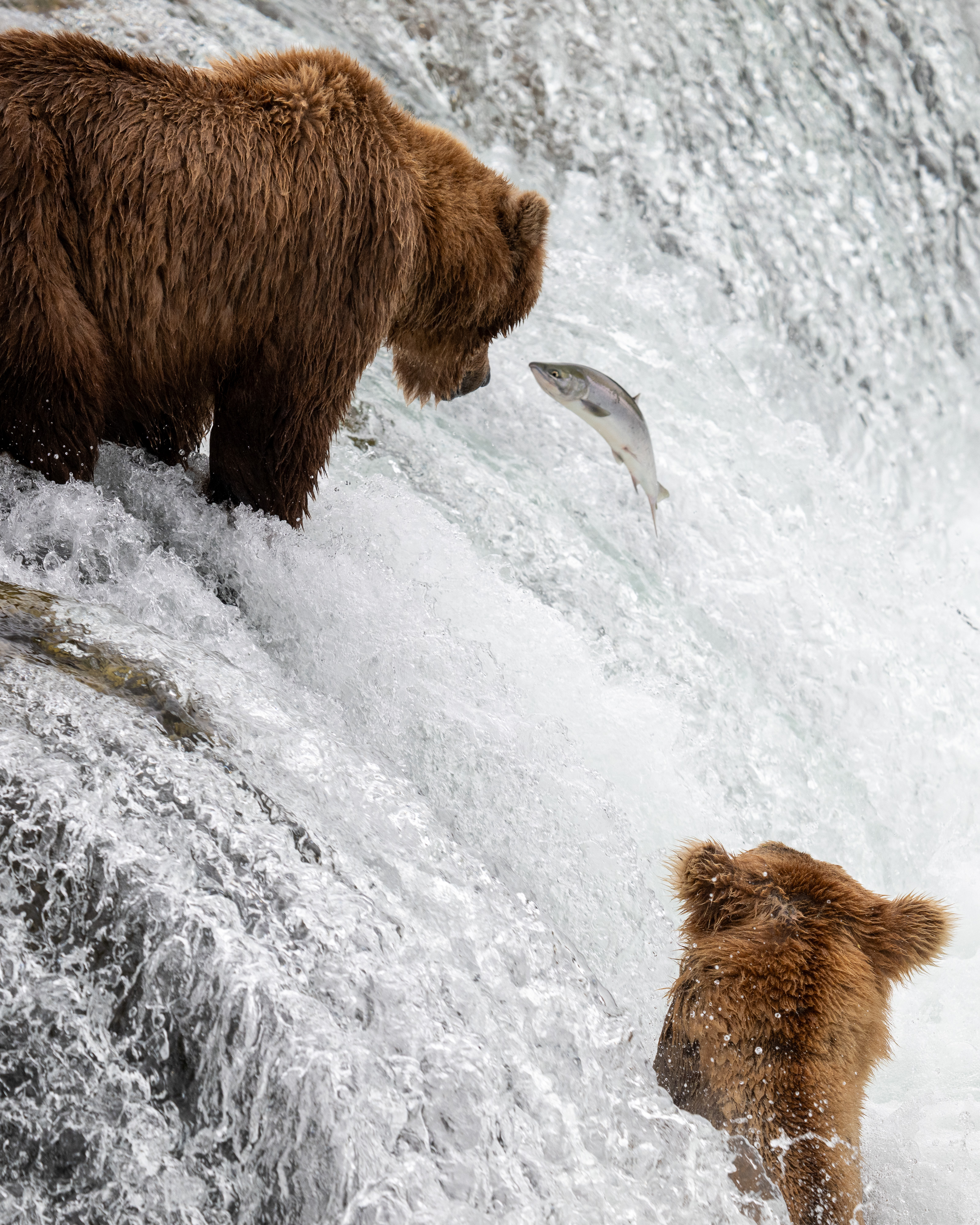 Bear watching salmon at Brooks Falls