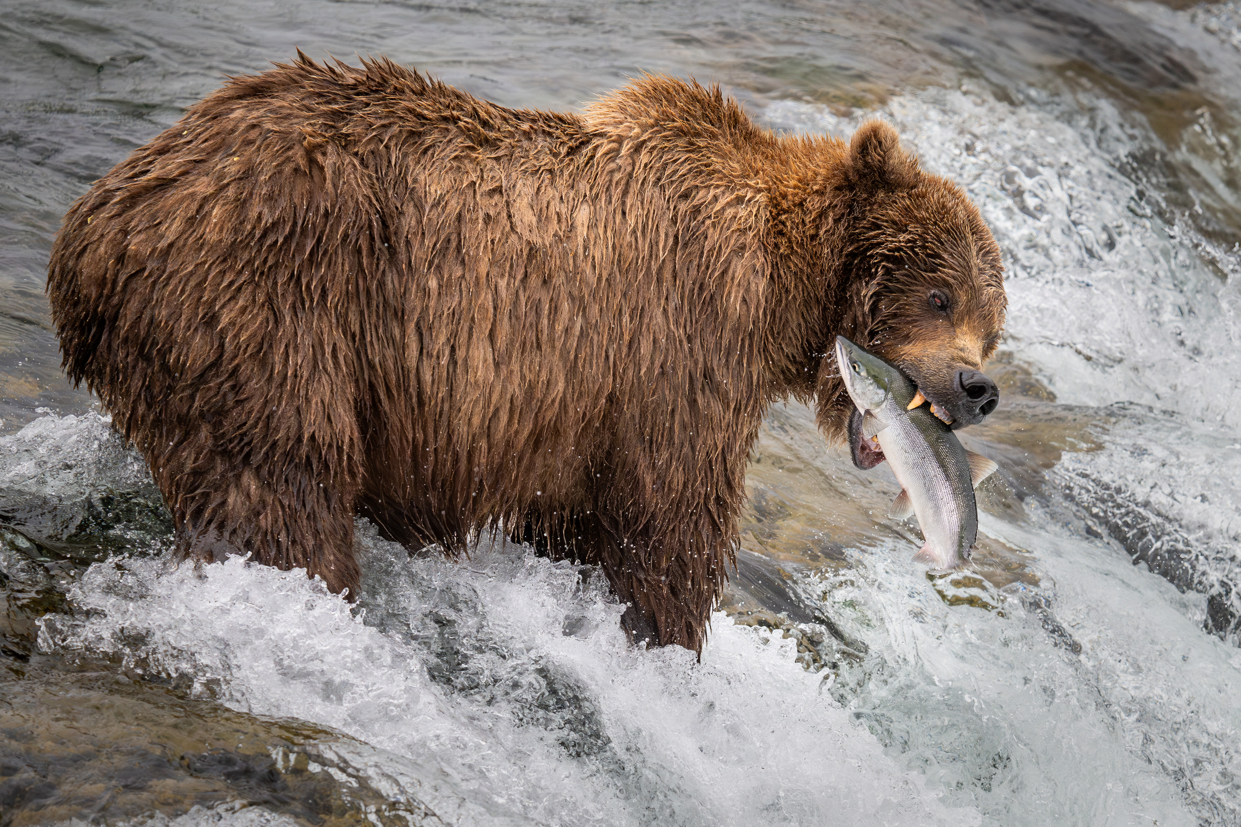 Bear with a freshly-caught salmon in its mouth