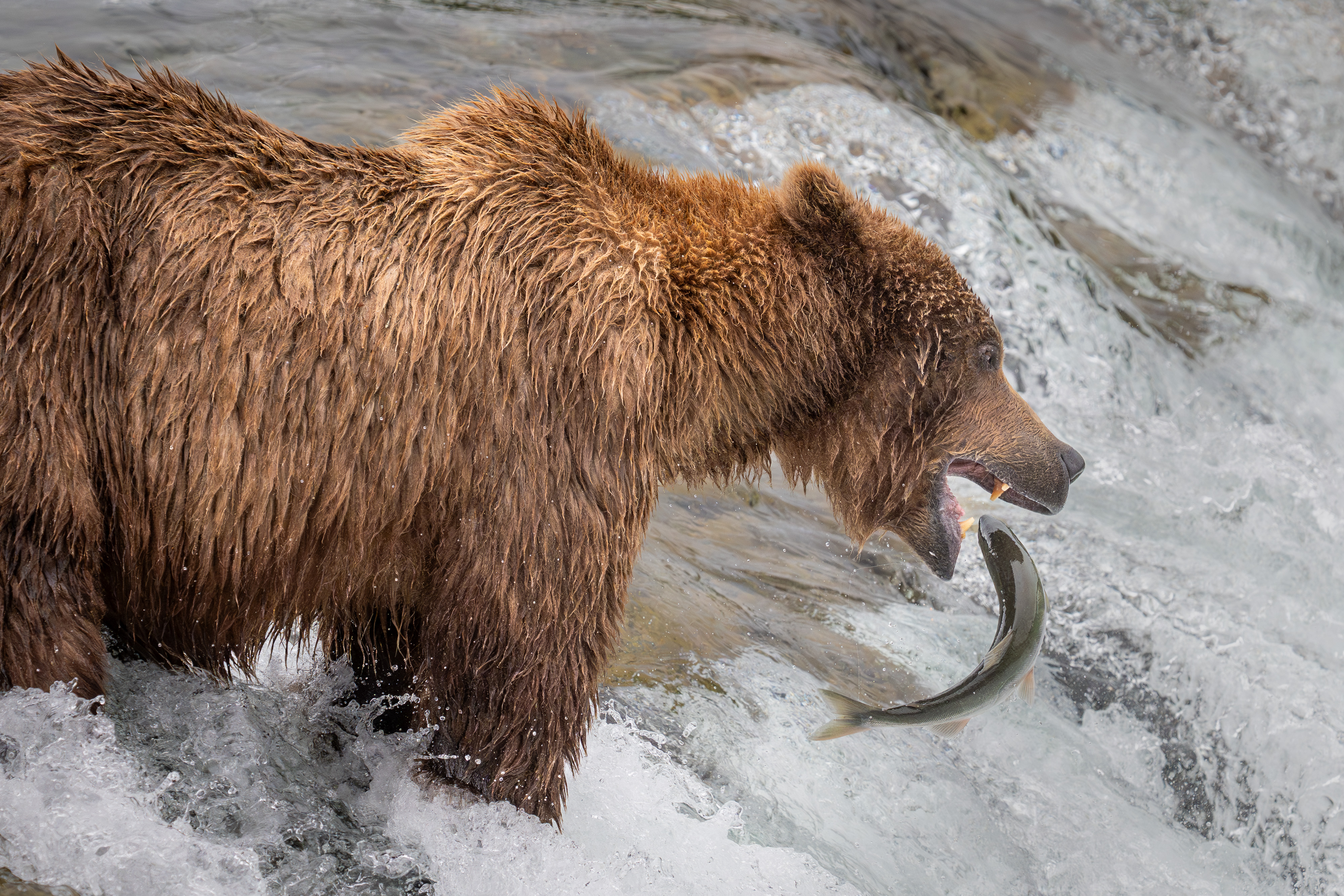 Katmai Bears featured photo