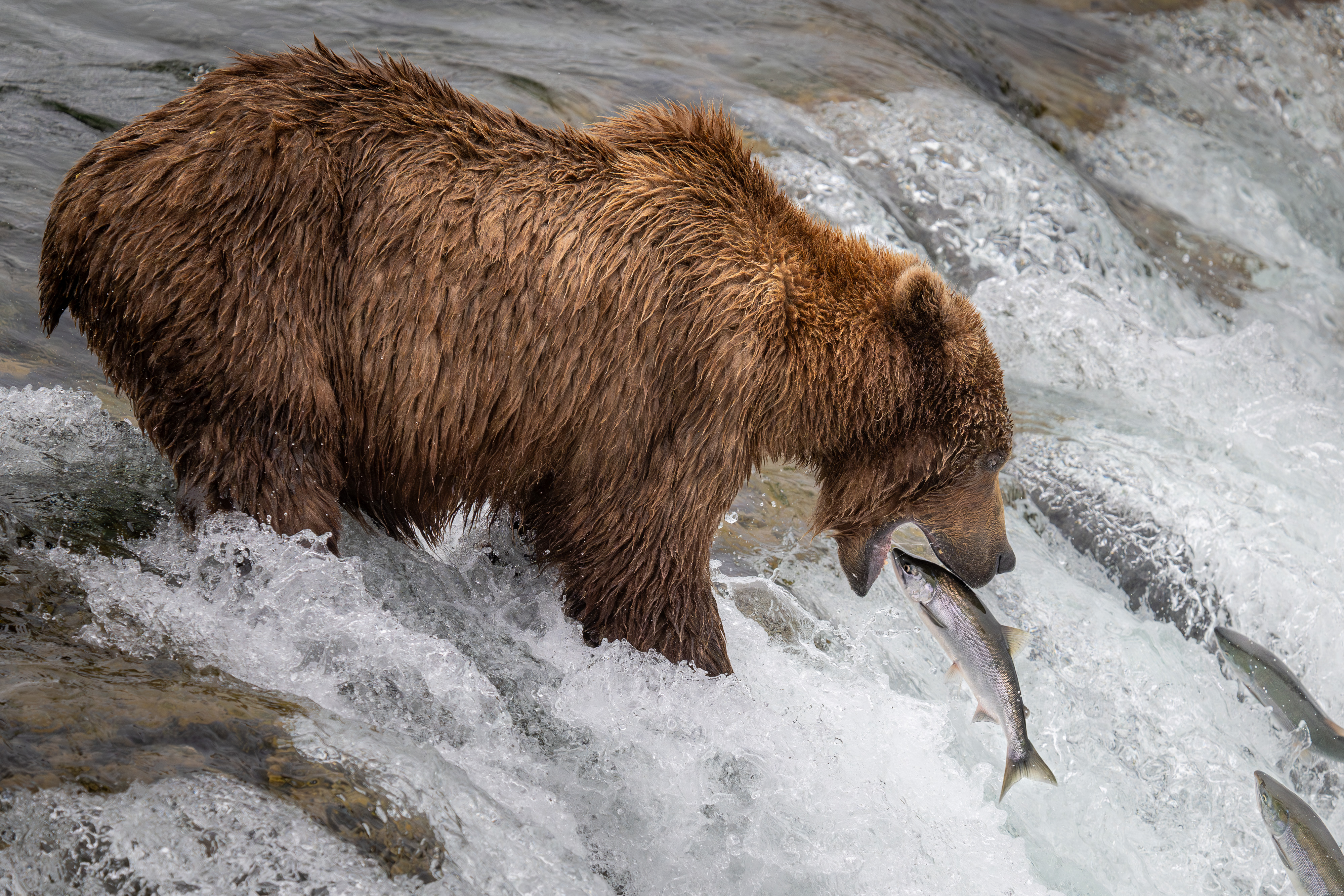 Bear about to catch a fish jumping into its mouth