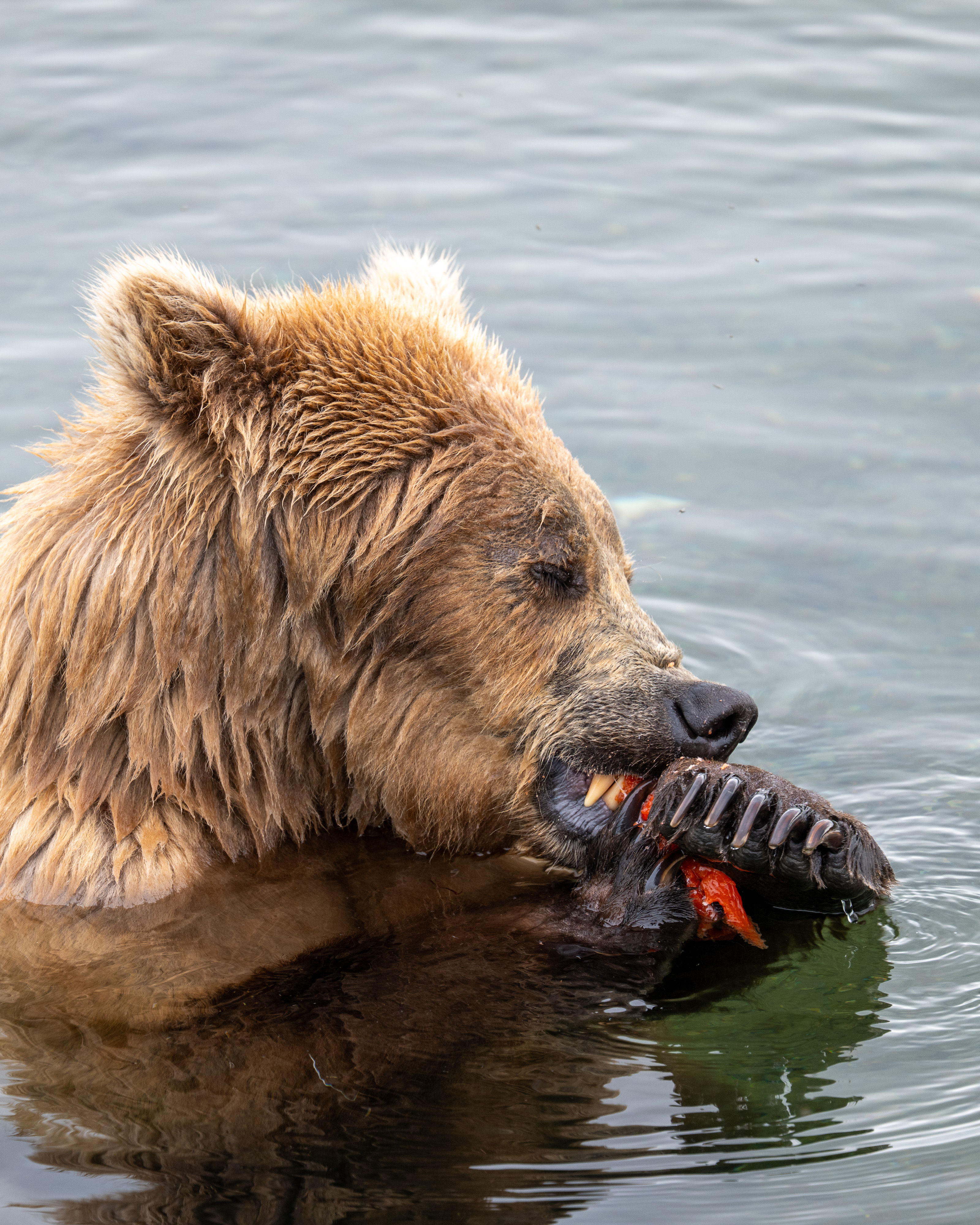 Close-up of a bear eating salmon in the water