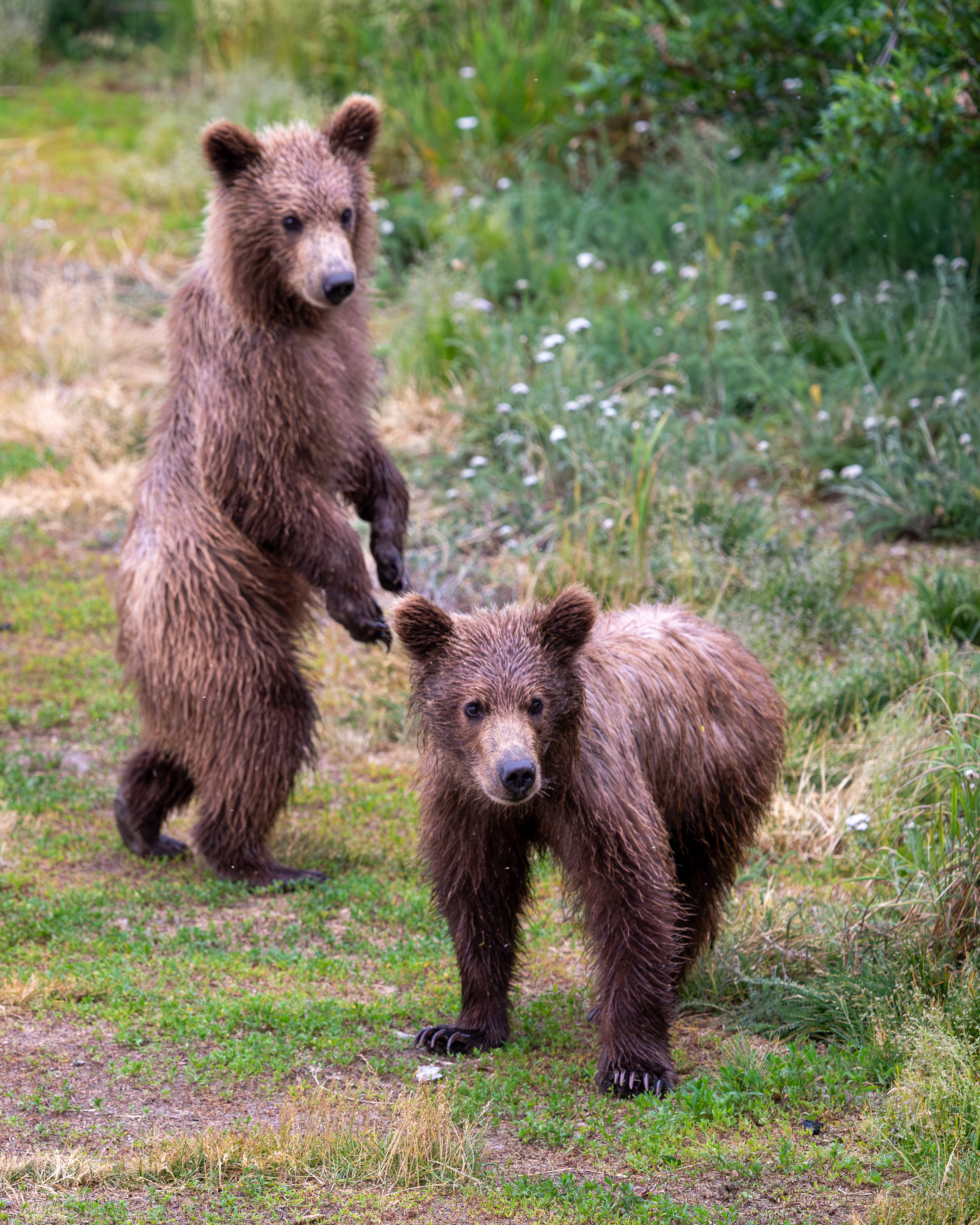 Bear cubs checking something out