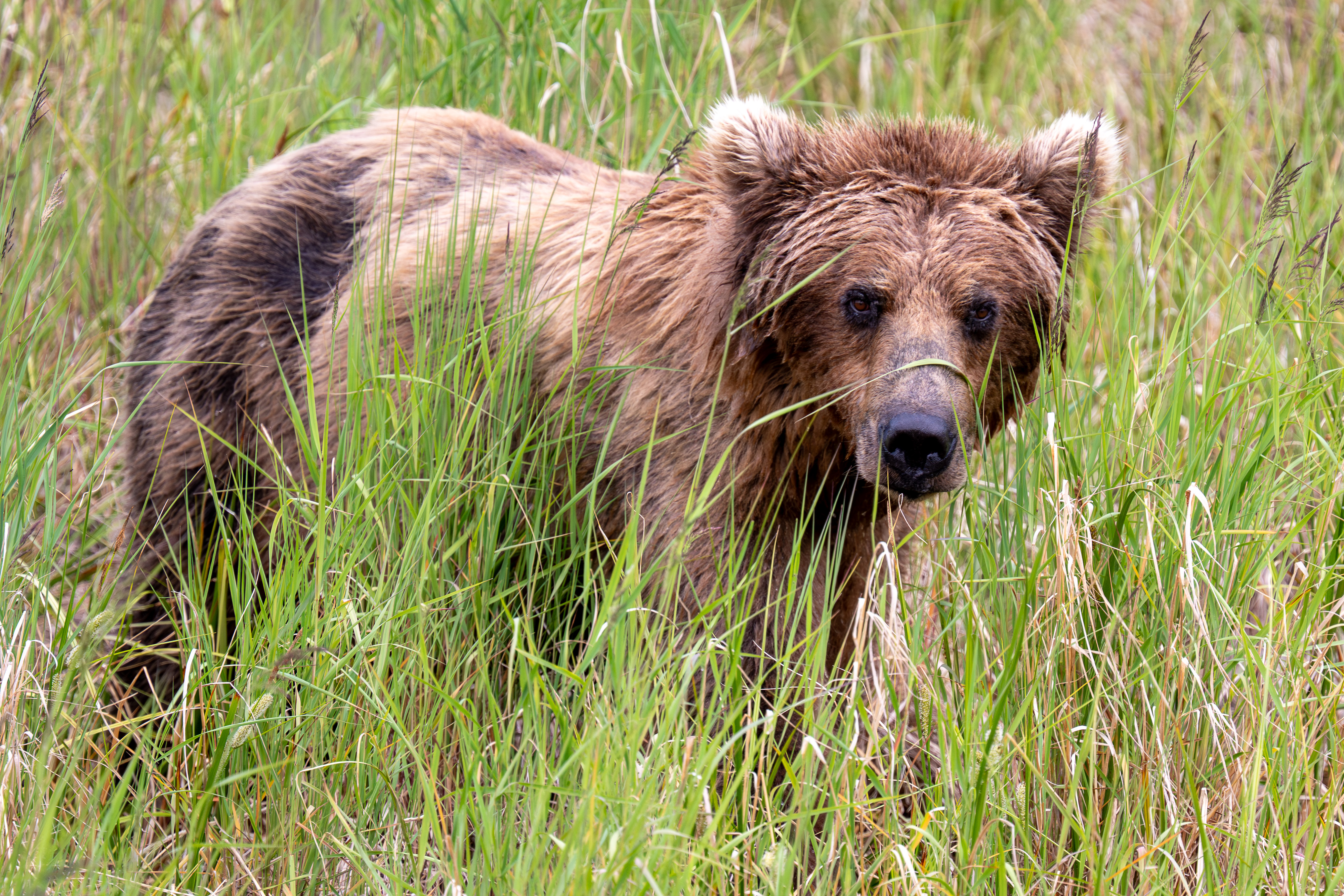 Bear in tall grass looking at the camera
