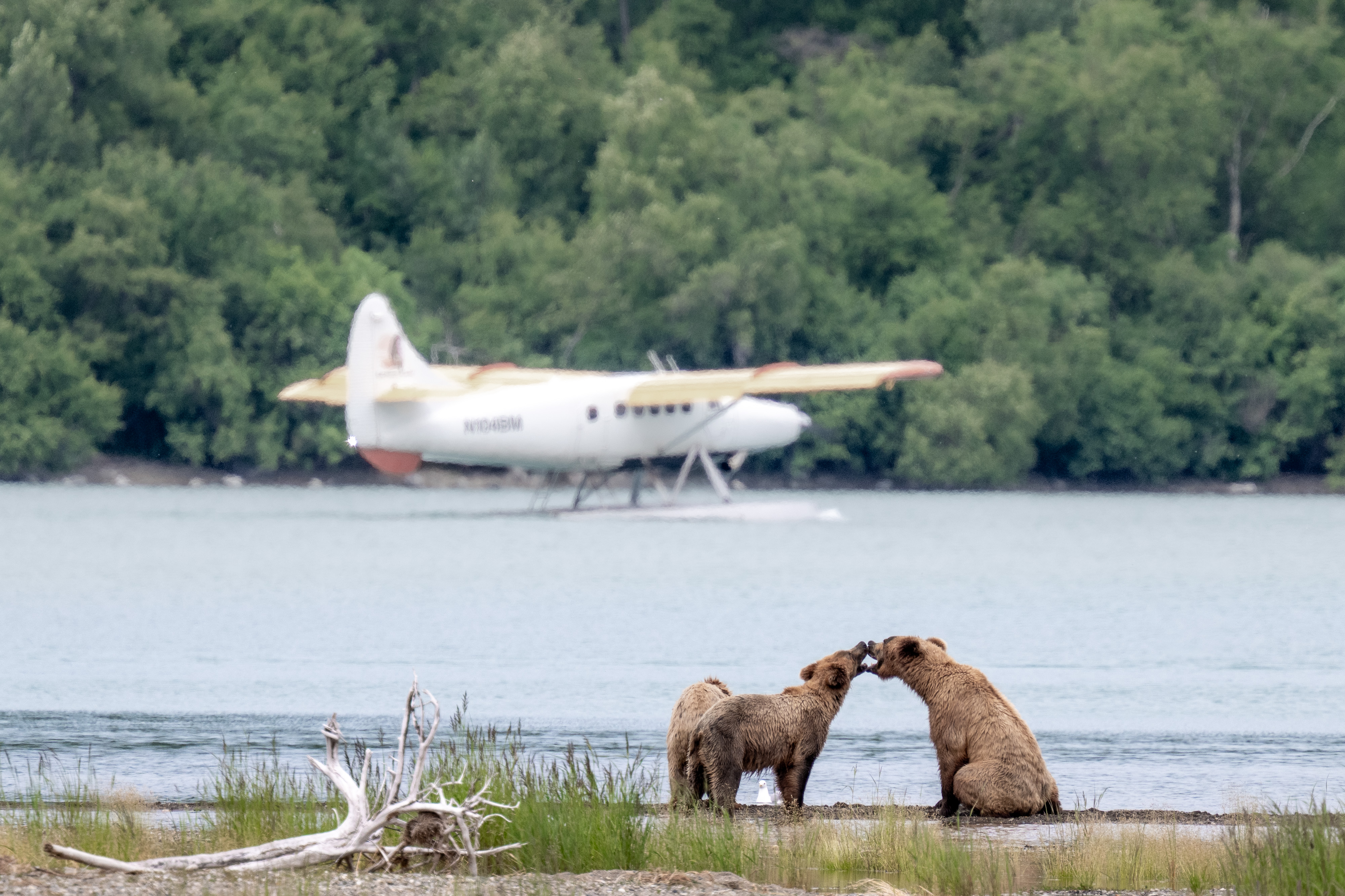 Bear cubs playing in the distance