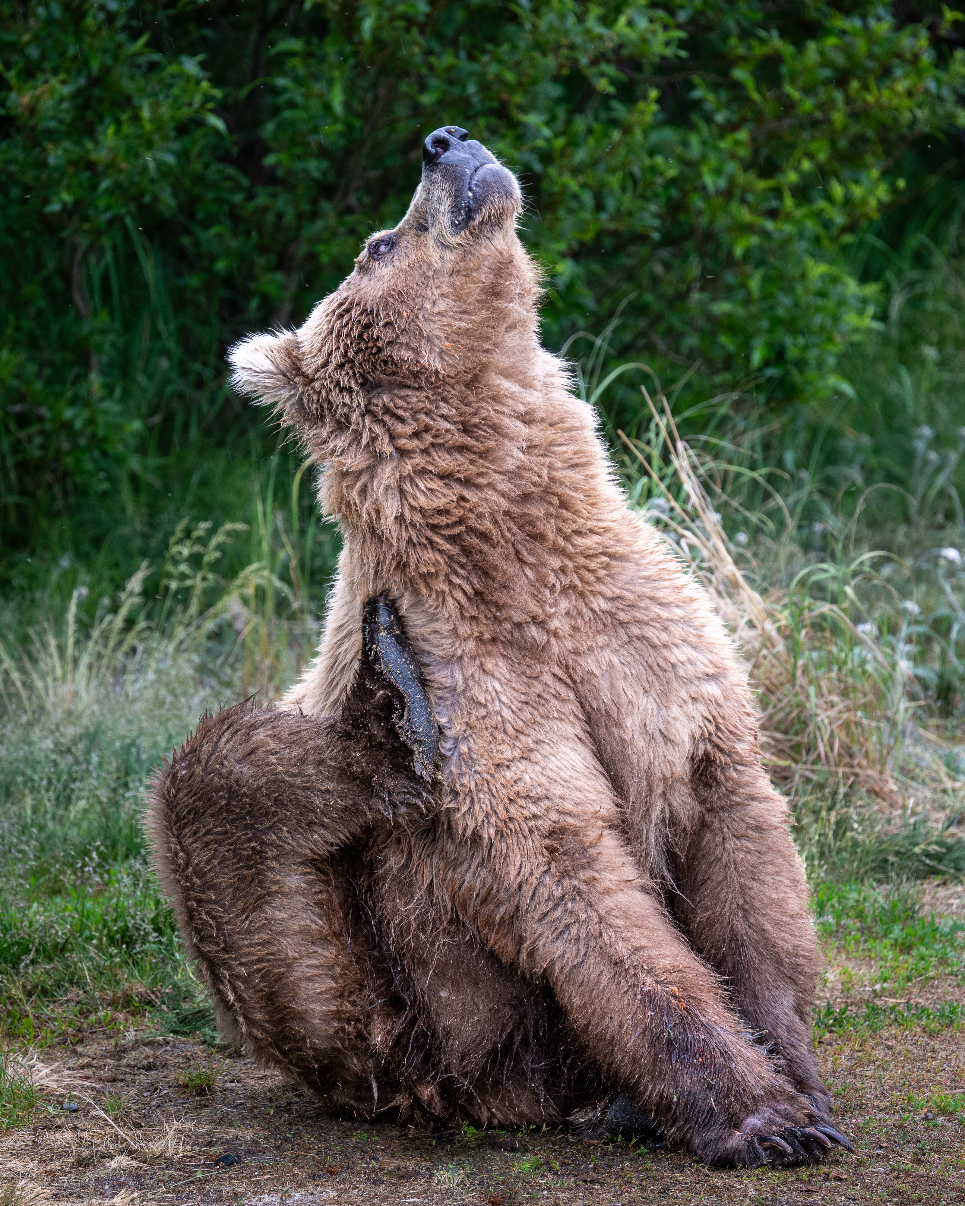 Bear scratching itself