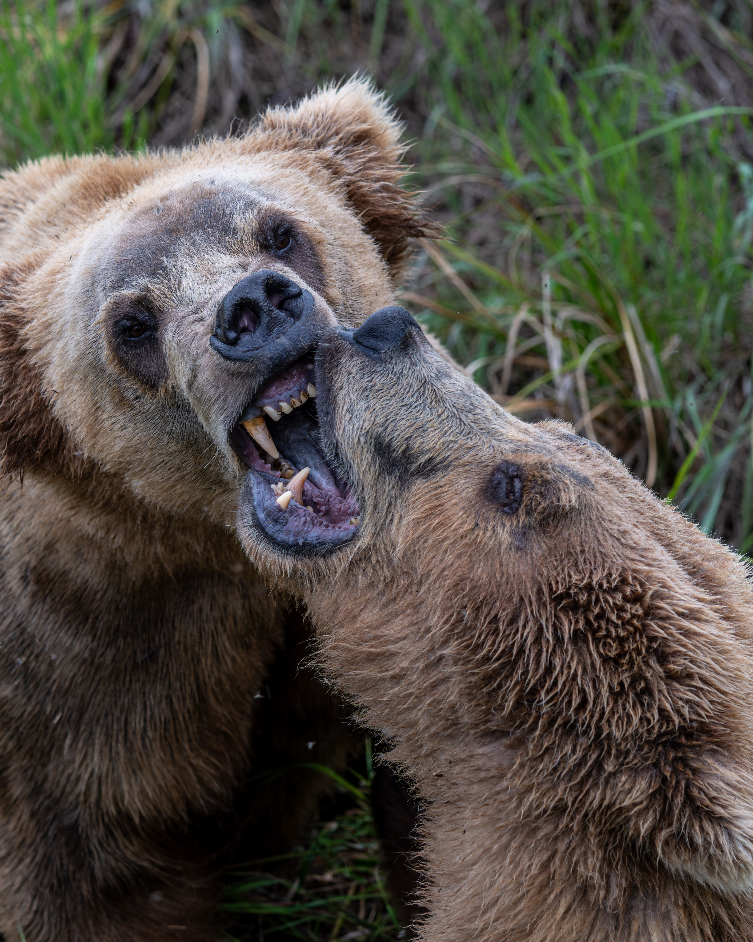Bears playing aggressively