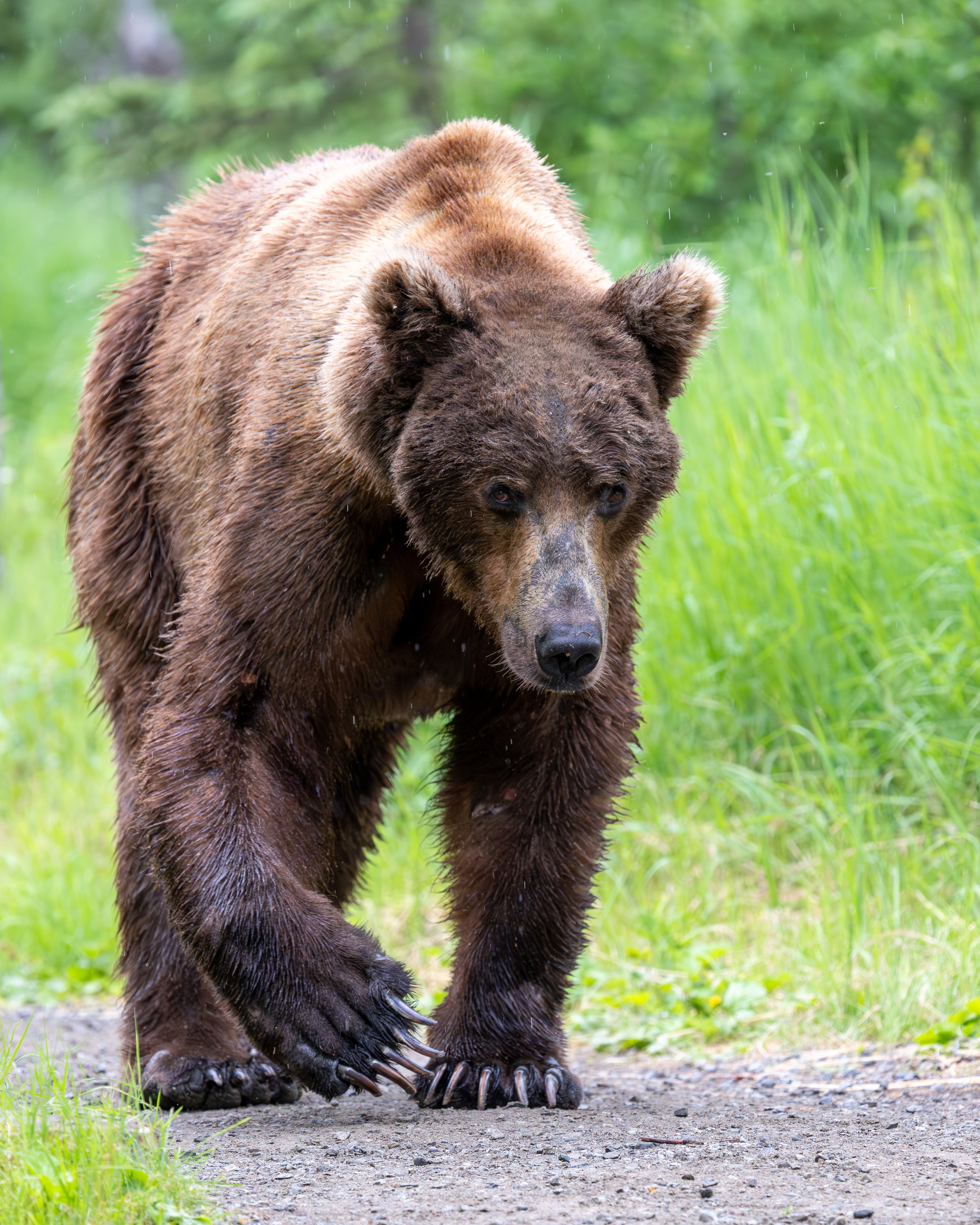 Bear walking on a trail